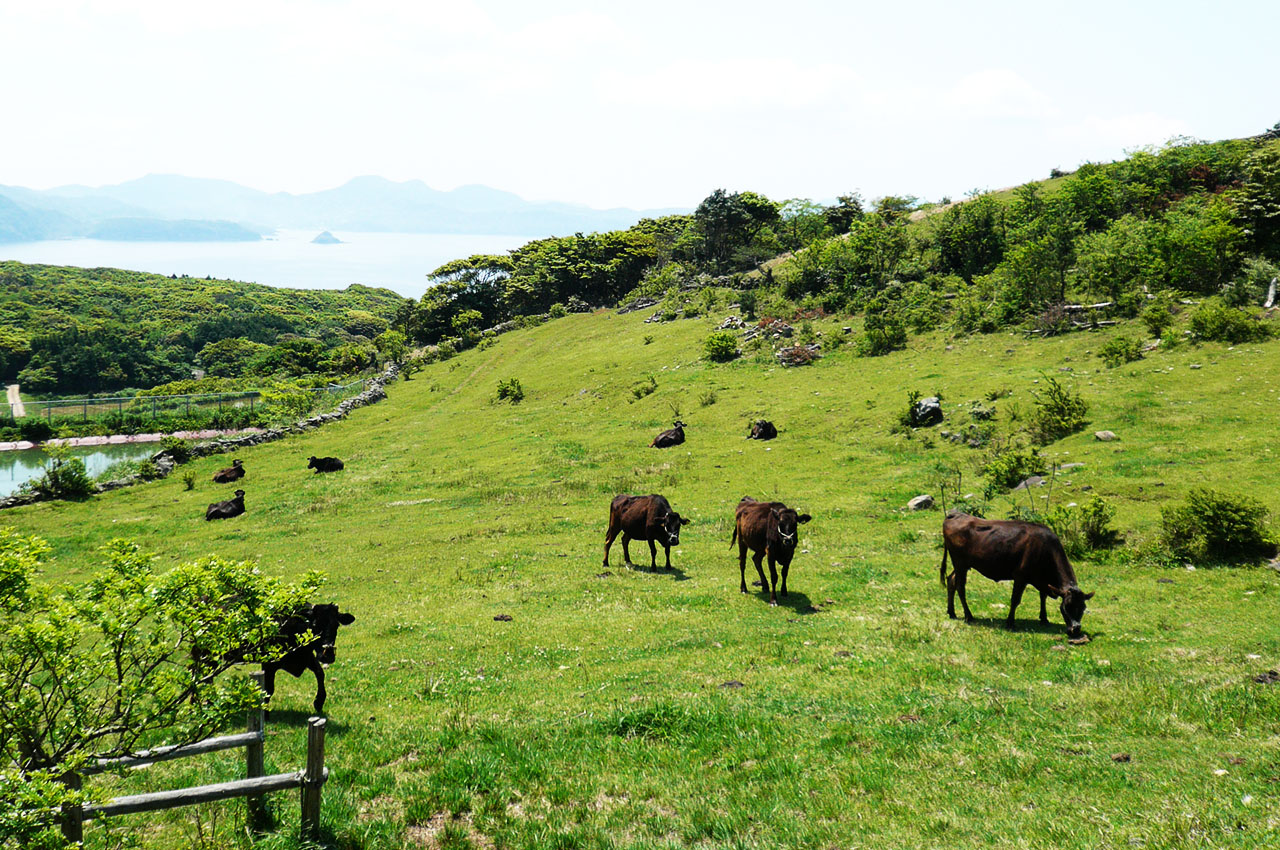 山頭草原